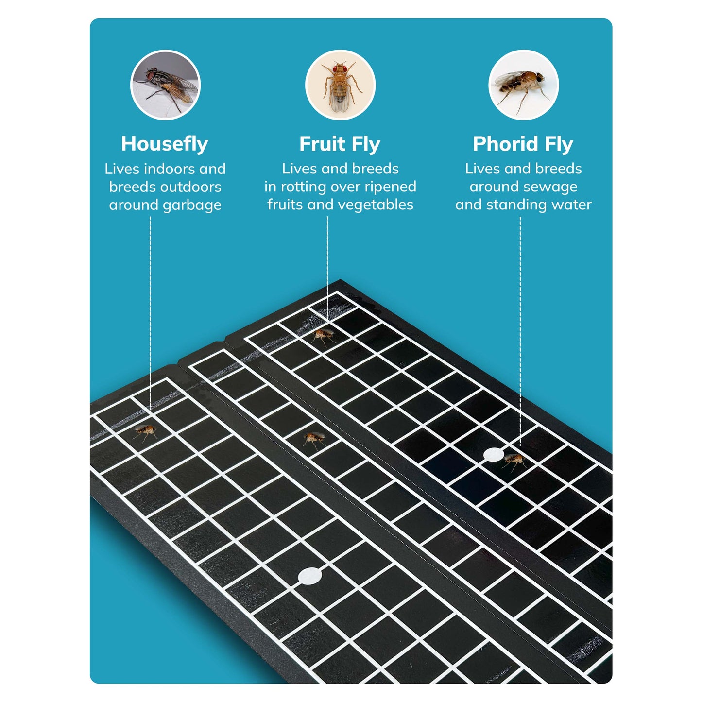 Fly Catcher Pad (Pack of 15pcs)